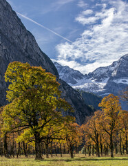 Bäume vor mit Schnee bedeckten Berge