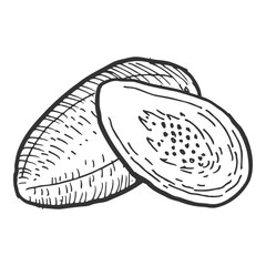 Hand drawn vector sketch of papaya. Vintage illustration of tropical fruits isolated on white. Can used for food labels, logo, packaging design