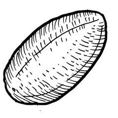 Outline vector papaya sketch. Illustration of tropical fruit isolated on transparent background. Vintage linear sketch of pawpaw.