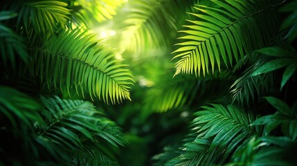 Fototapeta premium Lush green tropical foliage, sunlight filtering through