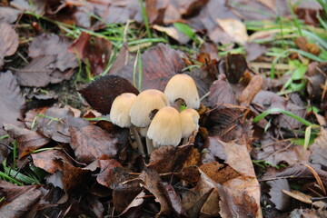 bright wild mushrooms in autumn leaves,