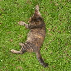 Relaxing Tabby Cat Lying on Bright Green Grass Outdoors