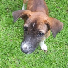 Adorable Brown Dog Looking Upward on Green Grass Lawn