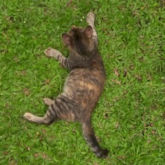 Resting Calico Cat Relaxing on Green Grassy Lawn Top View