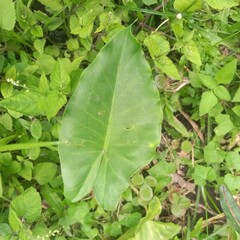 Large Green Leaf Surrounded by Lush Green Vegetation Background