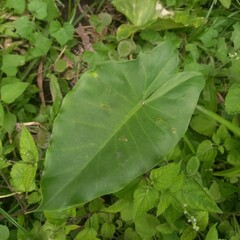 Green Arum Leaf Close-up in Natural Outdoor Environment