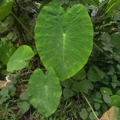 Big Green Tropical Leaf Among Other Verdant Plants Outdoor