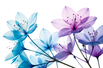 Translucent blue purple silk flowers delicate ethereal bouquet, cut out transparent