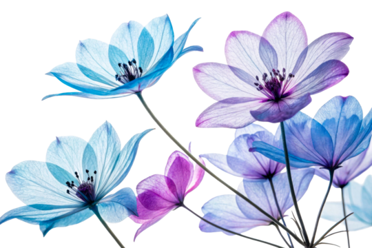 Translucent silk flowers petals blue purple ethereal floral, cut out transparent