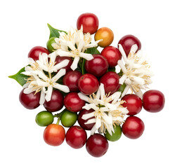 Coffee cherries and white blossoms isolated on transparent background