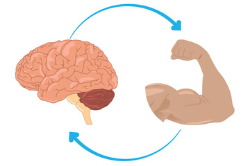 Nervous system control of muscle movement shown between brain and bicep