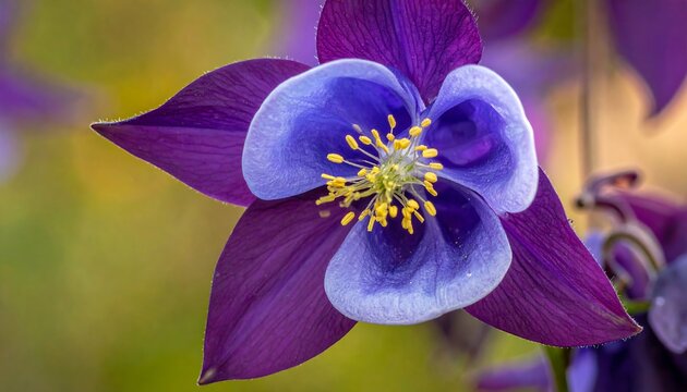 Close-up of a Vibrant Purple and Blue Columbine Flower.