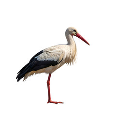 Fototapeta premium stork on white background