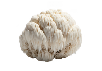 Unique Lion's Mane mushroom offers natural health benefits and culinary delight