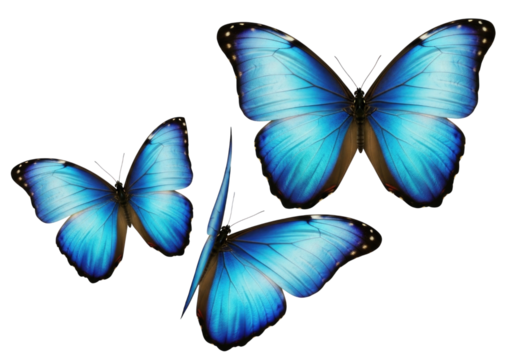 Blue morpho butterflies in flight transparent background cutout png