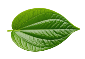 Green leaf with veins transparent background cutout png