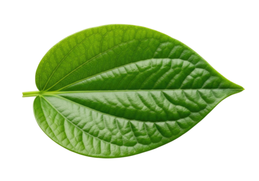 Green leaf with veins transparent background cutout png