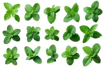 Fresh mint leaves vibrant green hues and culinary herb appeal on a black background food photography