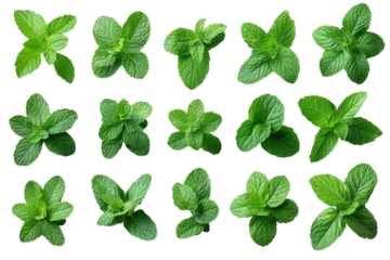 Fresh mint leaves vibrant green hues and culinary herb appeal on a black background food photography