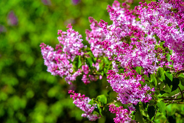 Obraz premium purple lilac blooms in the Botanical garden 