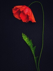 red poppy flower