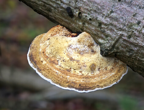 A close up of a bracket fungus Trametes versicolor, turkey tail, attached to an old tree trunk. The fungi is complete and undamaged. There are no people and space for text