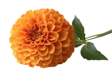 Vibrant Dahlia Bloom Exquisite Orange Petals Floral Beauty Botanical Art Dark Background Close Up