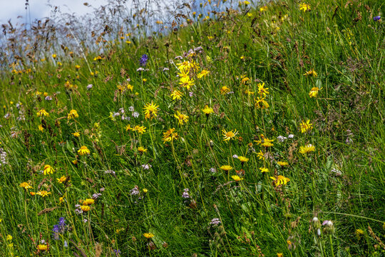 Arnika  (Arnica montana)