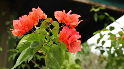 Beautiful Bougainvillea or bougenville flowers in small plantation pots