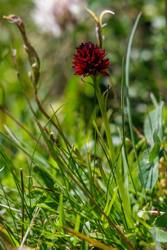 Schwarzes Kohlr&ouml;schen (Nigritella nigra)