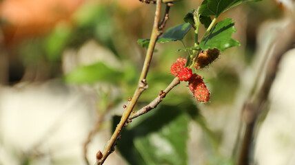 Red raspberry in garden. Branch of ripe raspberries, closeup. Red raspberries and green leaves, close up.
