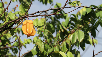 Ripe Starfruit  on Tree Branch