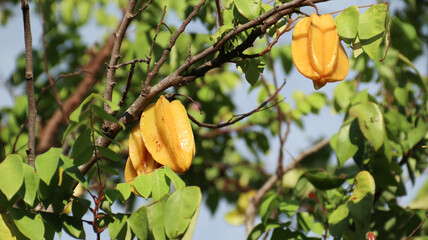 Ripe Starfruit  on Tree Branch