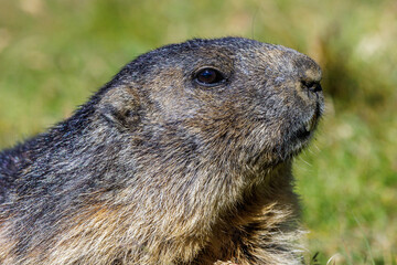 Alpenmurmeltier (Marmota marmota)