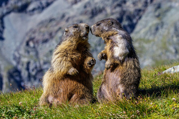 Alpenmurmeltiere (Marmota marmota)