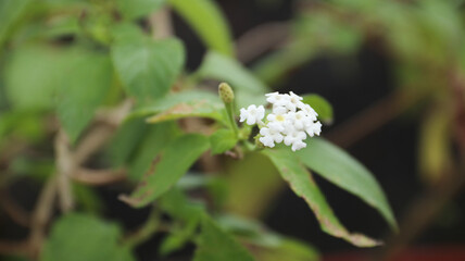 wildflower blossom (Lantana Camara) white colors in the bush with green leaf background