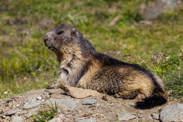 Alpenmurmeltier (Marmota marmota)