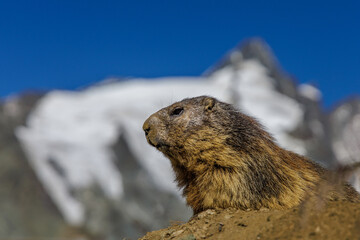 Alpenmurmeltier (Marmota marmota)