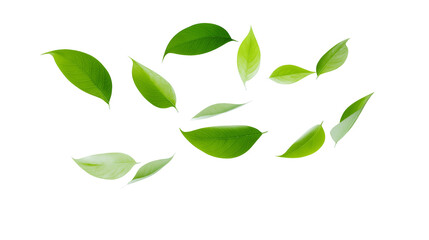 Green leaves on black. Versatile background for ecological, natural, autumn, or botanical designs. Suitable for websites, branding, and social media.