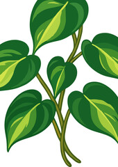 Golden Pothos Plant Illustration
