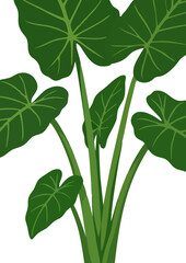 Green Leaf Plant Illustration