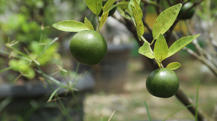 Fresh green unripe orange fruit growing on a tree branch surrounded by lush leaves after rainfall, natural citrus farming concept