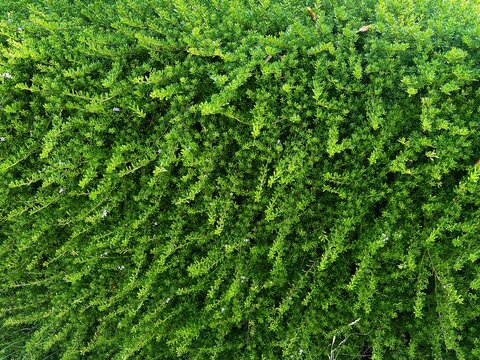 Myoporum Parvifolium plant hanging over a wall. Dwarf native myrtle