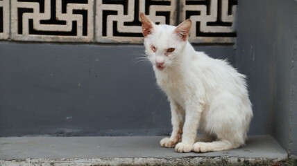 white stray cat sitting down beside the road