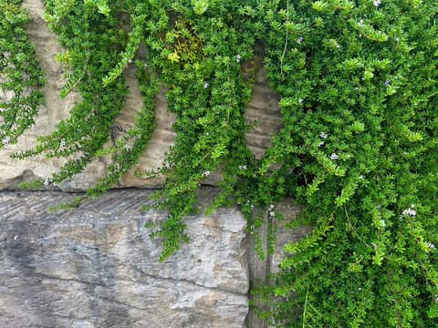 Myoporum Parvifolium plant hanging over sandstone. Dwarf native myrtle