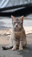 grey stray cat sitting down at the road