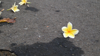 frangipani flowers on the road