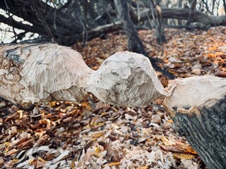 Willow tree gnawed by beavers in the Danube Delta. Detailed view of textured bark showing clear bite marks from wildlife activity