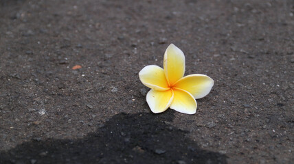 frangipani flowers on the road
