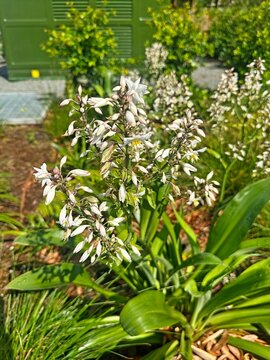 White flowers of a Rock-lily plant. Arthropodium cirratum